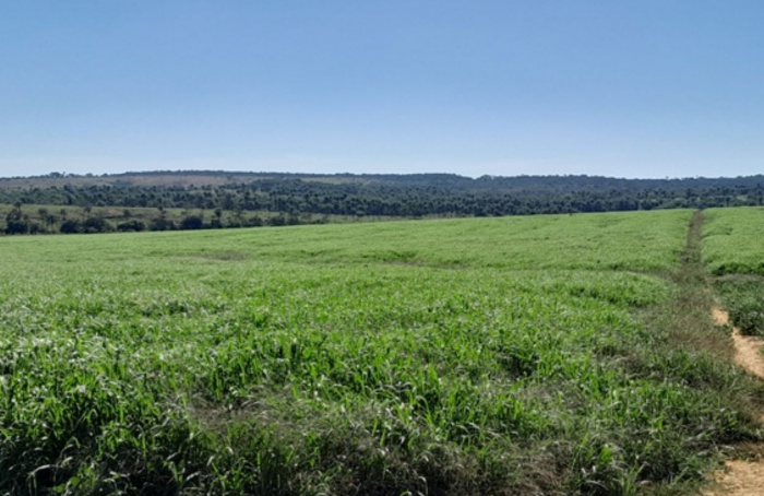 Centro-Noroeste de Minas amplia produção sustentável de grãos