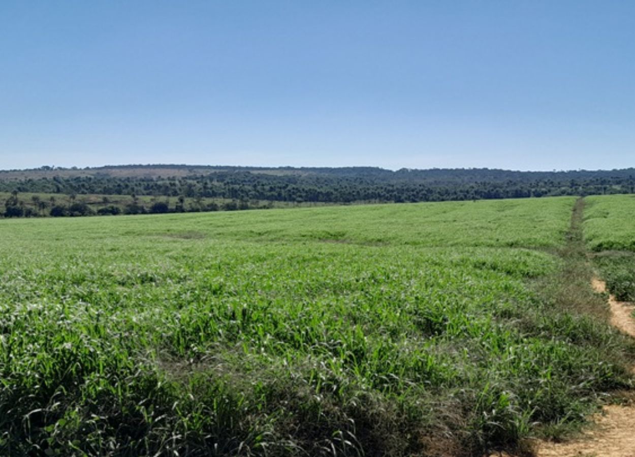 Central-Northwest Minas Gerais expands sustainable grain production.