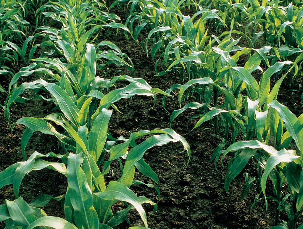 Bayer lança herbicida para o controle de plantas daninhas no milho