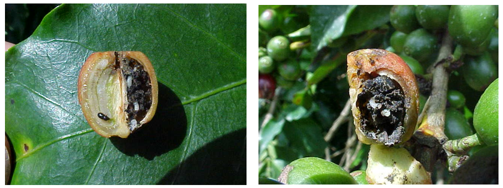 Corte de fruto de café mostrando a presença de larvas da broca em seu interior e destruição parcial (esquerda, uma semente danificada) e total das sementes (direita, as duas sementes danificadas). 