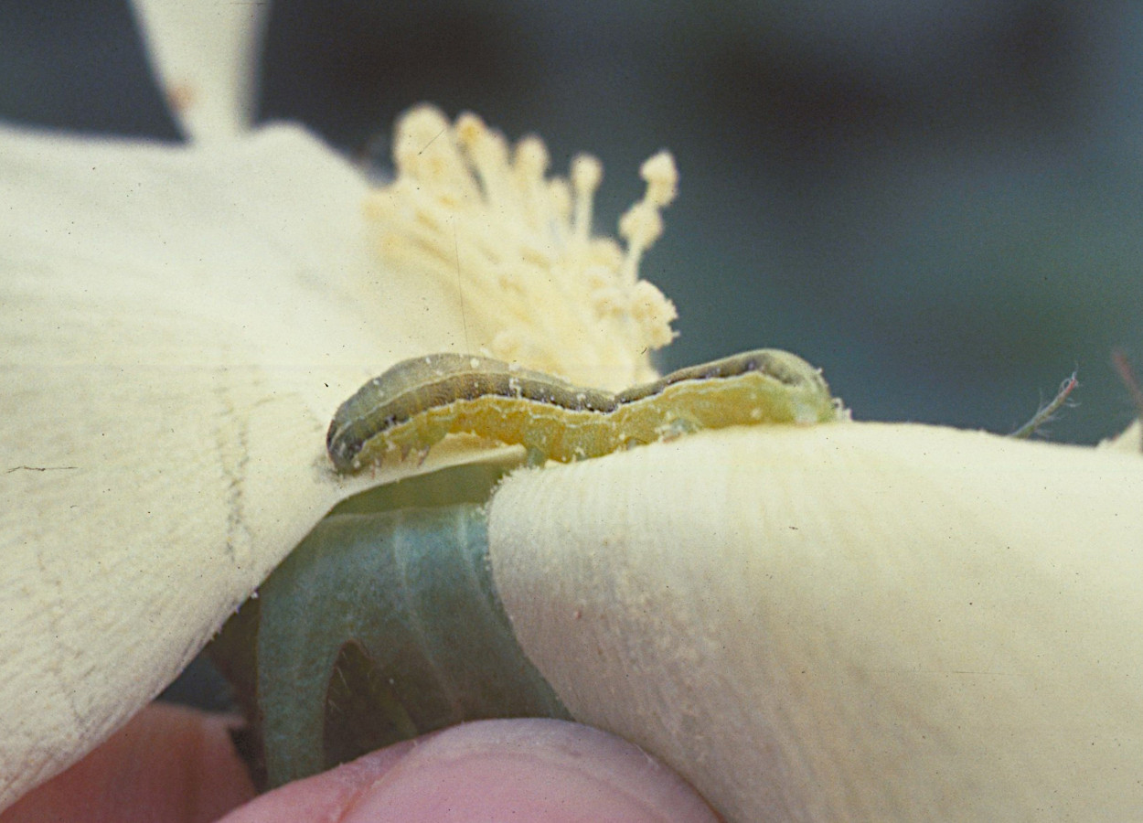 Foto:&nbsp;Ronald Smith, Auburn University