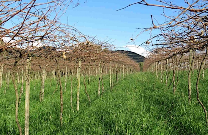Frio intenso favorece fruticultura na Serra Gaúcha