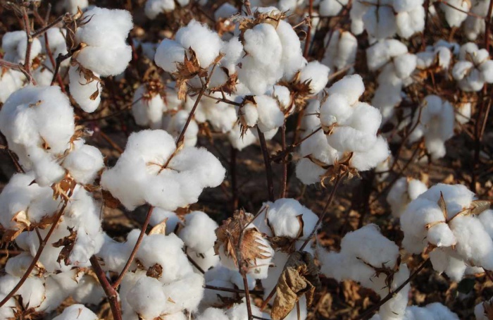 StoneX mantém projeção para safra de algodão 2025/26