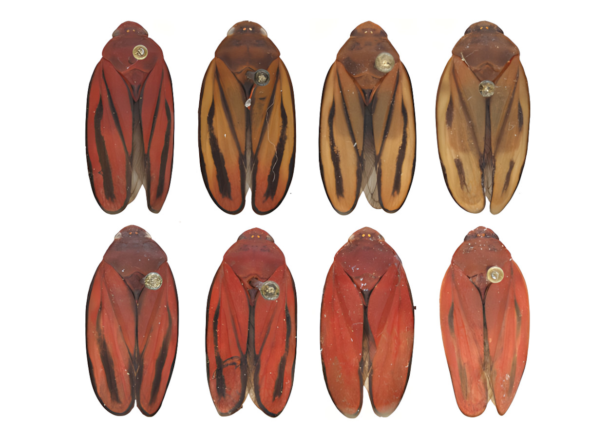 <i>Mahanarva diakantha</i> (acima) e <i>Mahanarva fimbriolata</i> (abaixo) - Foto: Andressa Paladini, UFPR