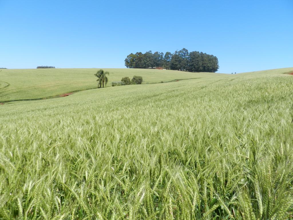 Cultivar de trigo tem expectativa de colheita de 70 sc/ha de sementes