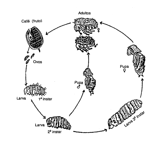 Figura 1 - Esquema do ciclo biológico da broca-do-café, Hypothenemus hampei Fonte: Espinosa (1986)