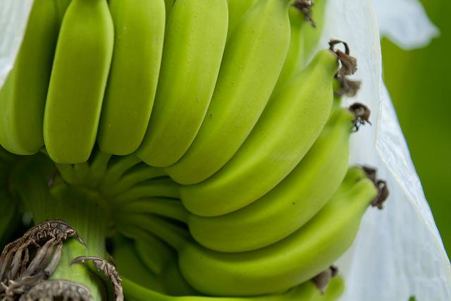 Preços elevados da banana prata impulsionam procura por banana nanica