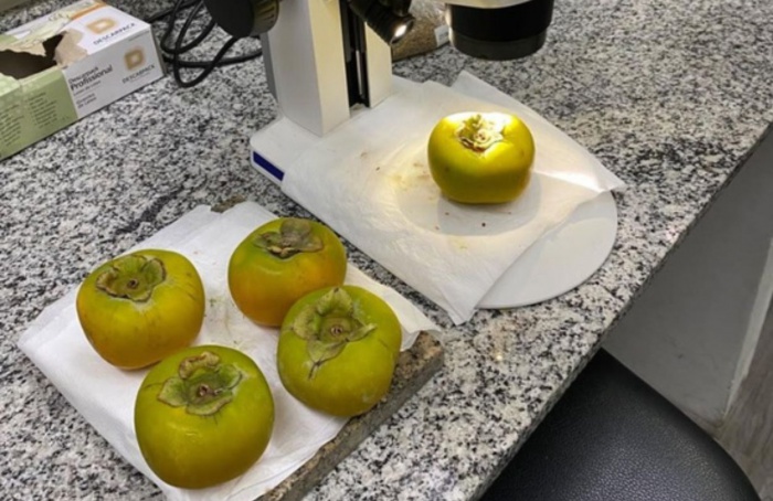 Vigiagro intercepta praga quarentenária em carga de caquis