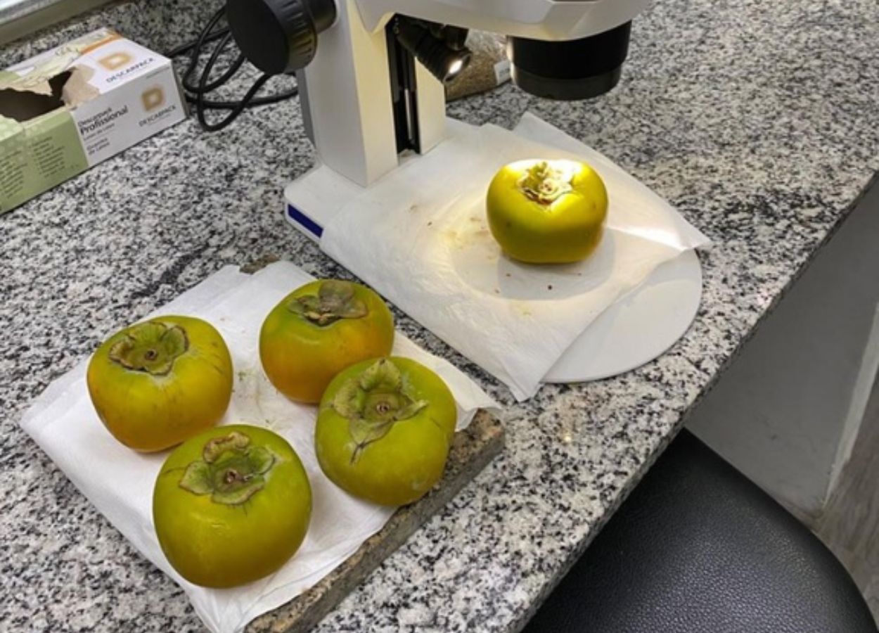 Vigiagro intercepta praga quarentenária em carga de caquis
