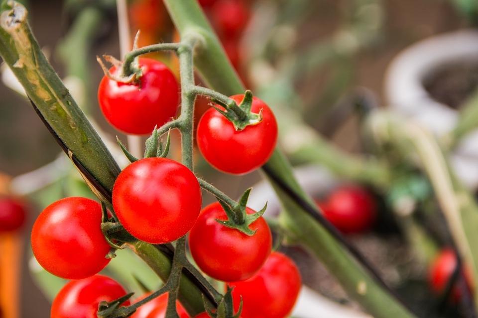 FAPESP oferece bolsa de pós-doutorado em desenvolvimento vegetal