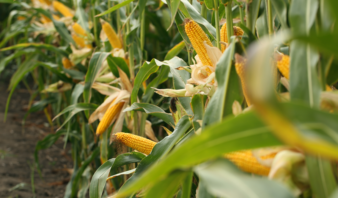 Herbicida pré-emergente lançado pela Bayer auxilia no controle de plantas daninhas no milho
