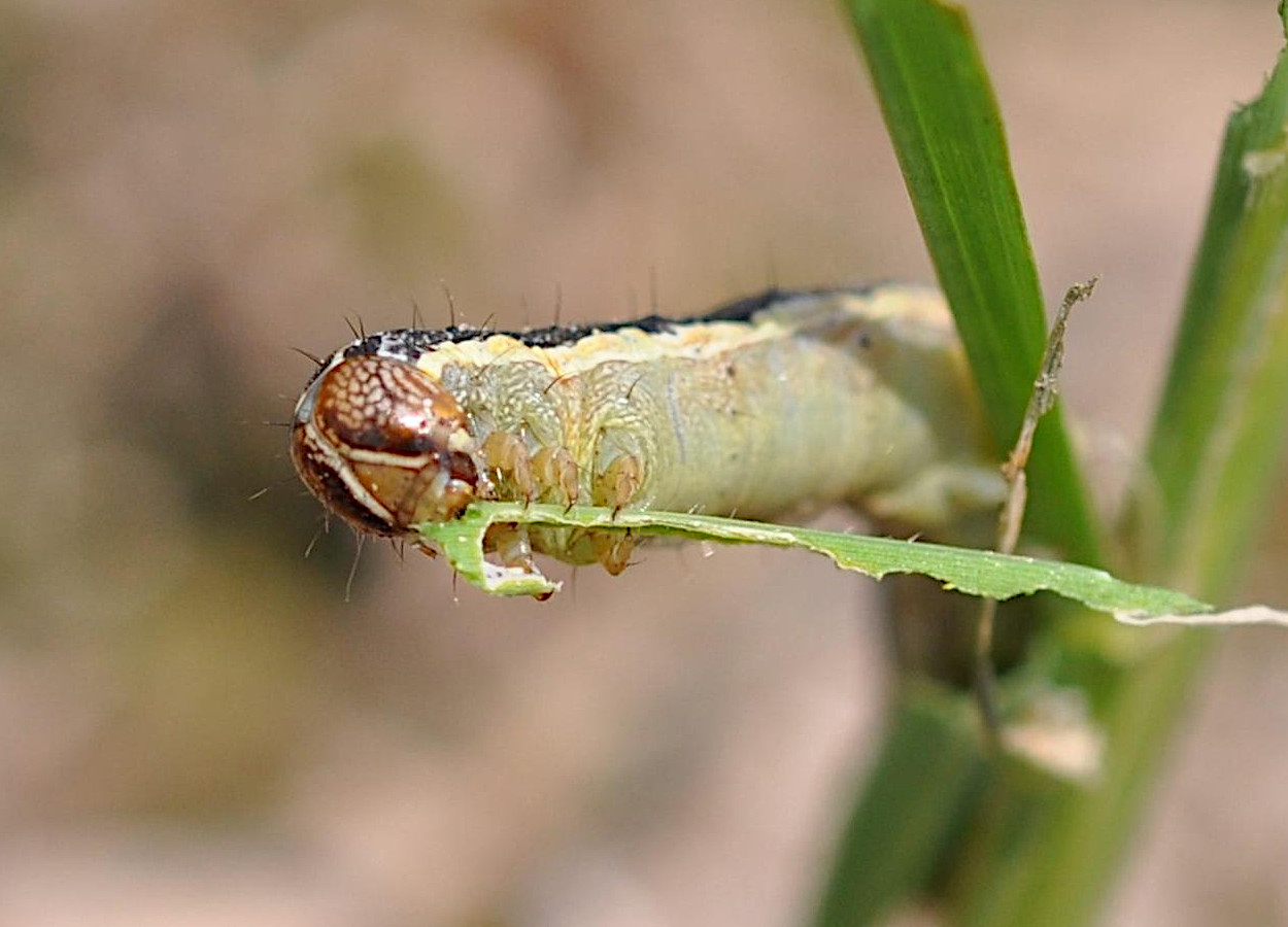 Foto:&nbsp;Natalie Hummel, Louisiana State University