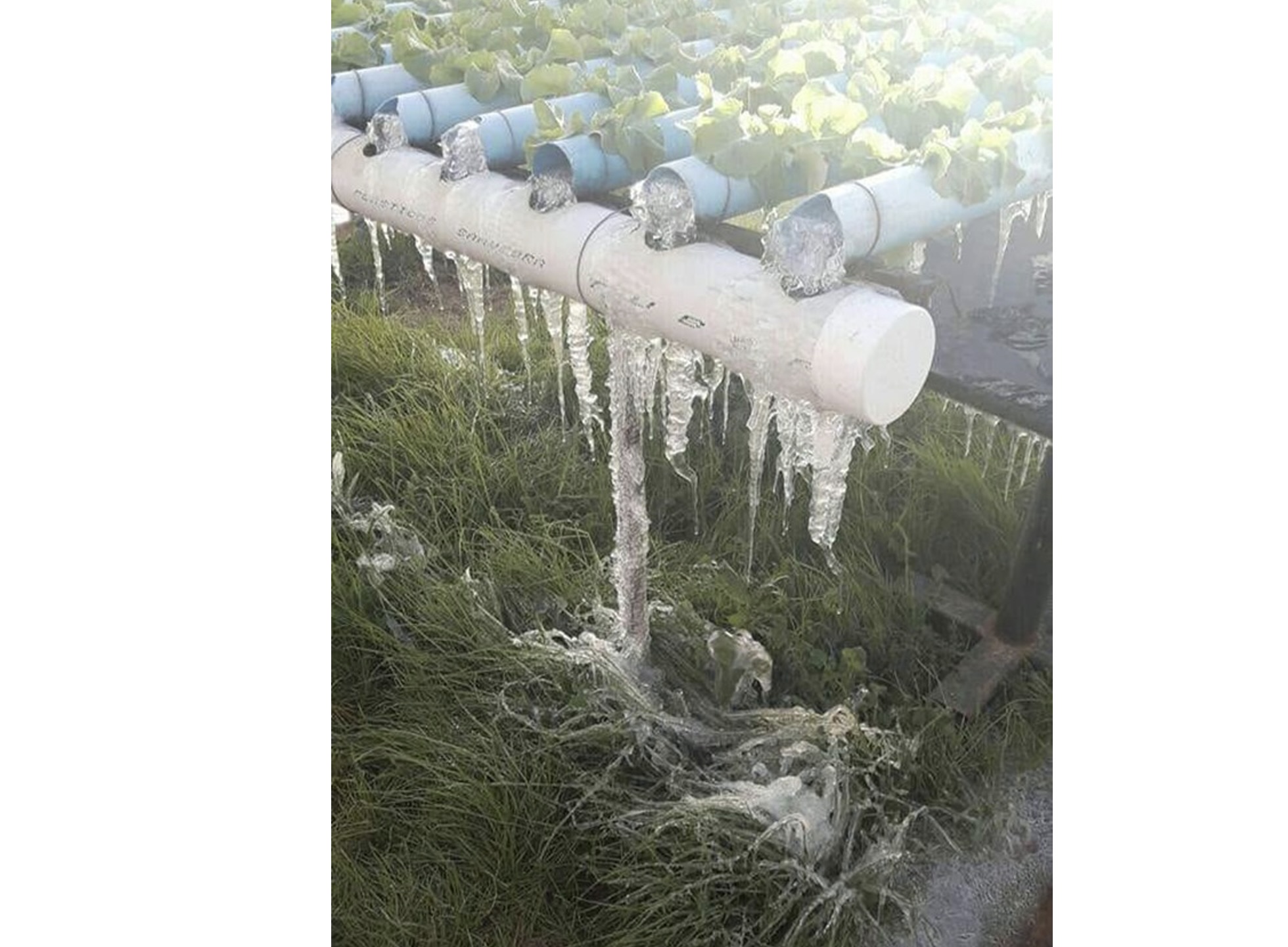 <b>Figura 4 -</b> congelamento de estrutura de cultivo hidropônico, em condição de temperaturas extremas (-16°C) na Argentina durante o mês de julho de 2024