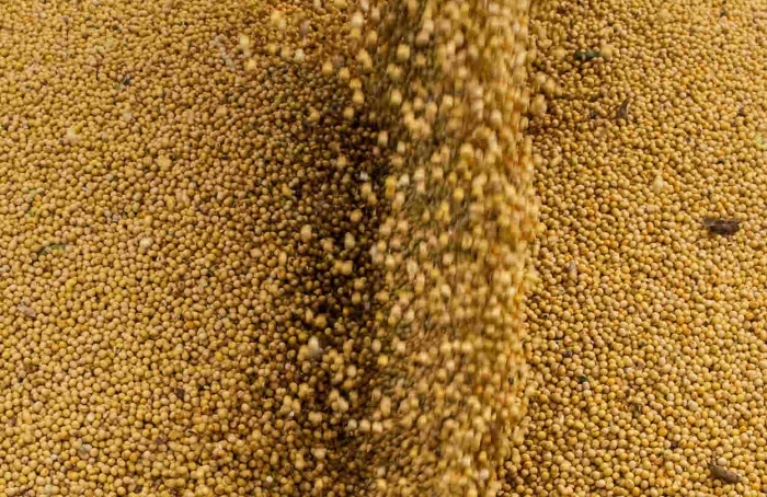 Vendas de soja safra 2024/25 avançam em Mato Grosso