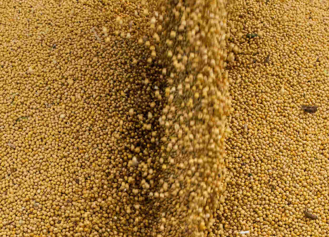 Vendas de soja safra 2024/25 avançam em Mato Grosso