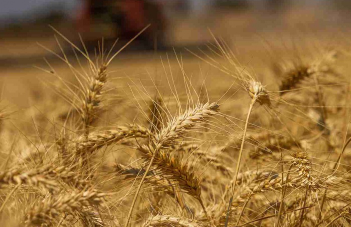 PR Safra 2024/26: nova redução no plantio de trigo