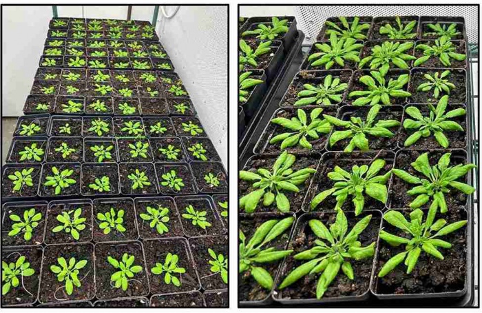 Descoberto regulador de absorção de nitrogênio em plantas