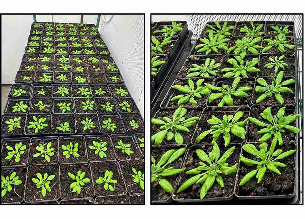 Descoberto regulador de absorção de nitrogênio em plantas
