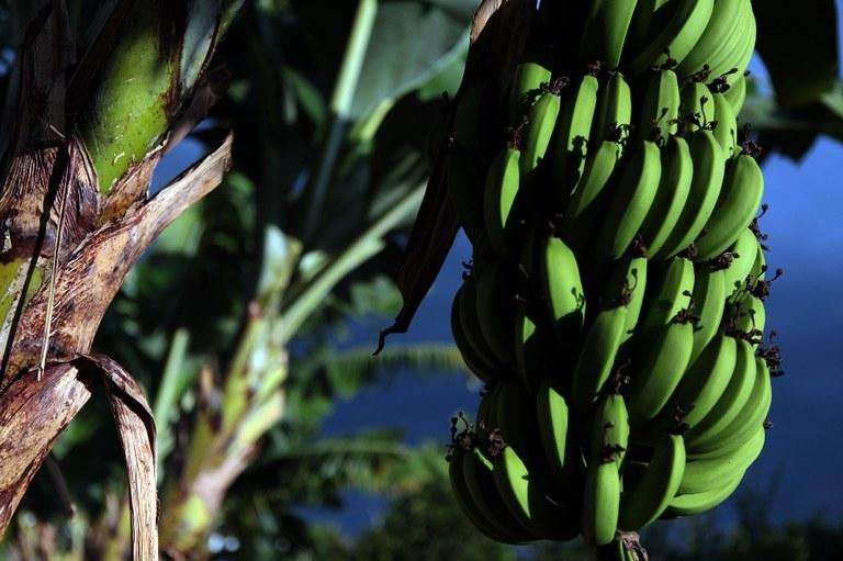 Governo fará campanha para evitar ingresso de fungo que ameça plantações de banana