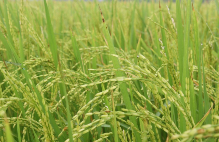 Exportações de arroz, trigo e sorgo crescem na Argentina