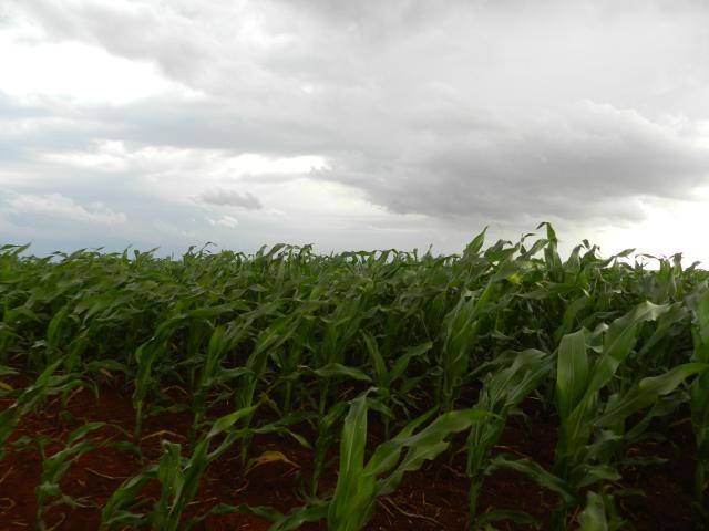 Artigo: O excesso de chuvas e a cultura do milho
