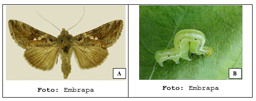 Figura 1 - Adulto (A) e lagarta (B) de Chrysodeixis includens (lagarta falsa-medideira)