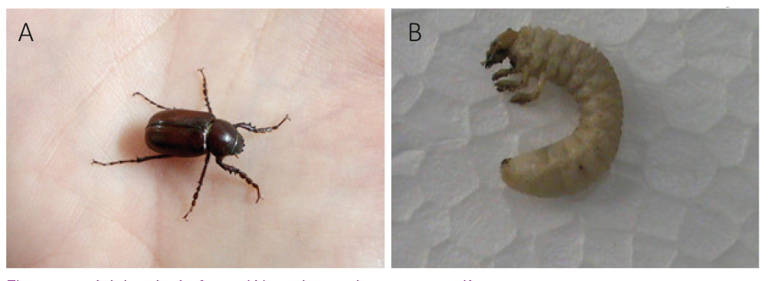 Figura 8 - Adulto de L. fusca (A) onde se observam  o clípeo dentado, a coloração e as pernas com tarsos dilatados e (B) larva 