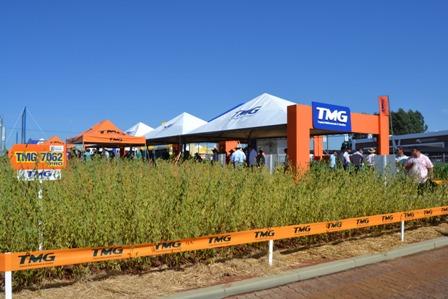 Especial Expodireto: Cultivares TMG para áreas de várzea chamam a atenção do produtor