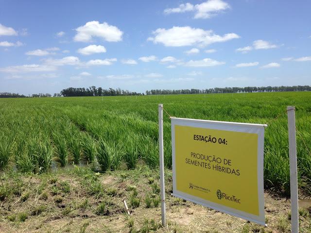 Atentos ao clima e ao mercado, arrozeiros investem em cultivares de ciclo curto