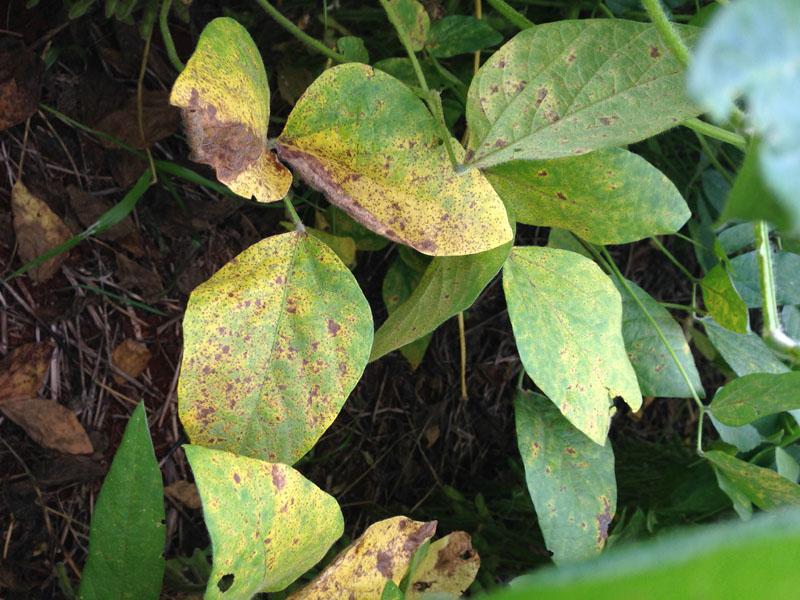 Bahia amplia vazio sanitário e estabelece calendário para cultivo da soja