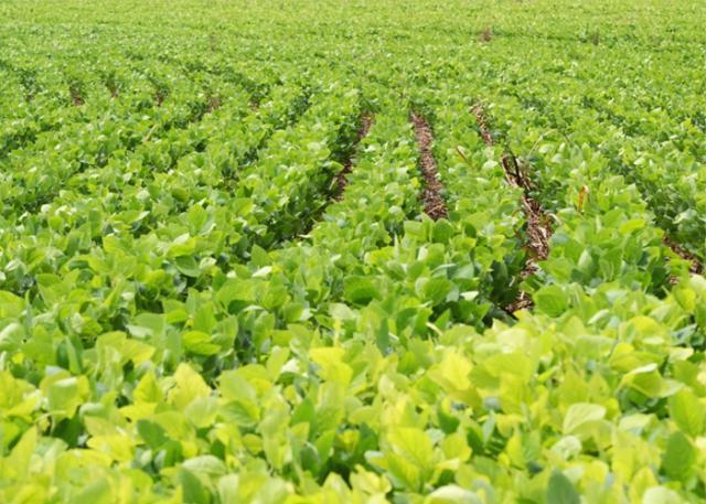 Zoneamento Agrícola de Risco Climático completa 20 anos