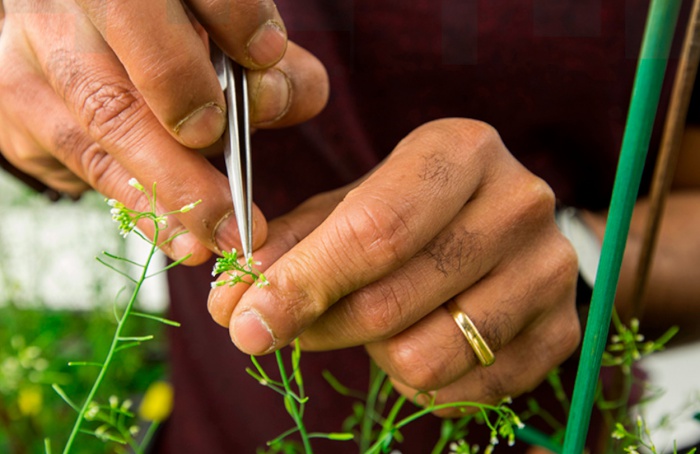 Plantas desenvolvem múltiplas estratégias para modificar instruções genéticas