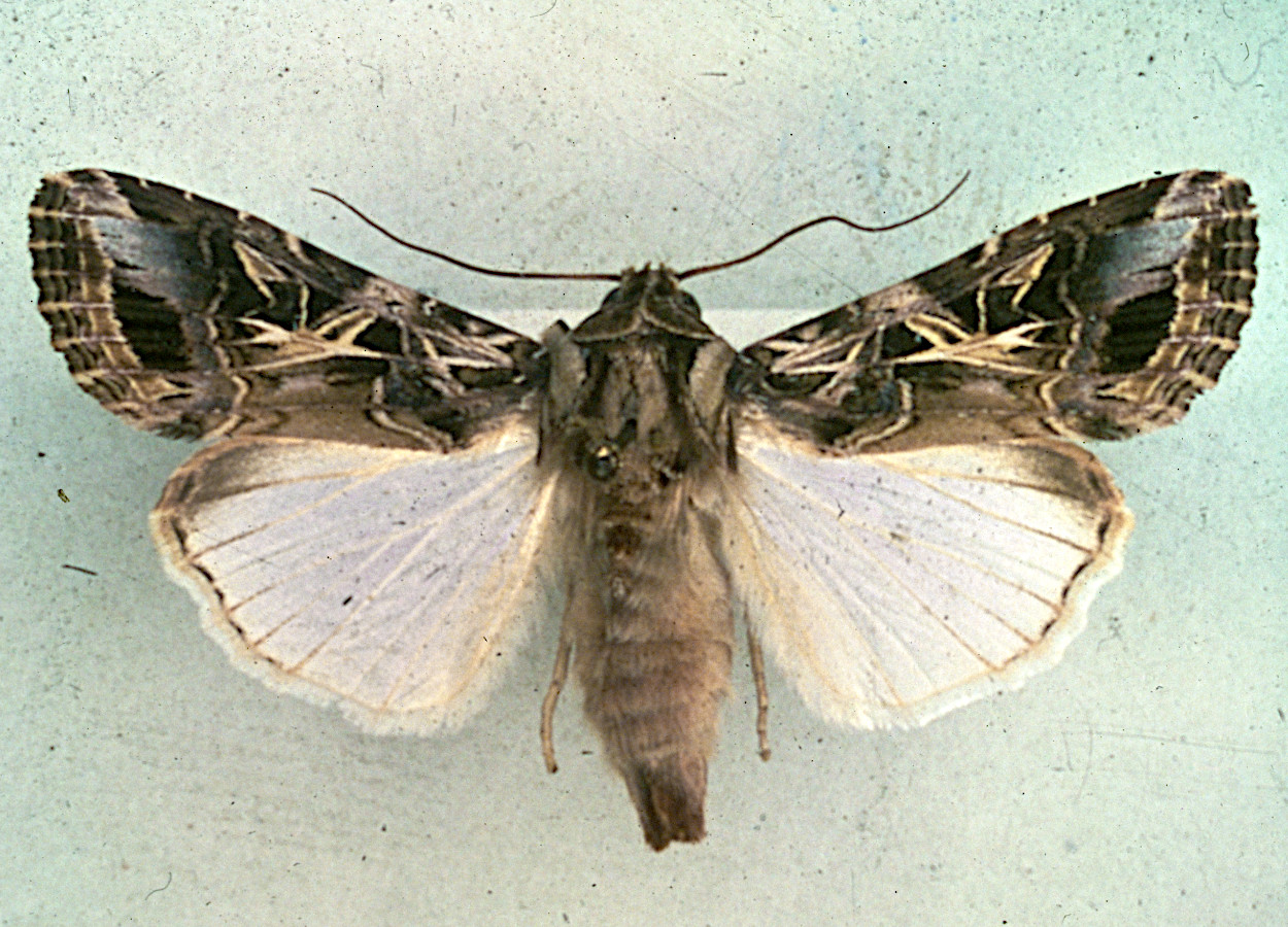 Foto:&nbsp;O Heikinheimo / Bugwood