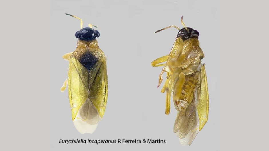 <i>Eurychilella incaperanus</i>
