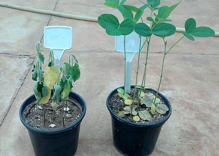 Cientistas usam bactérias para ajudar plantas a resistir à seca