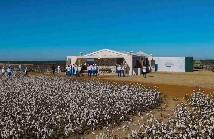 Bayer prevê quarta geração do algodão Bollgard até 2028