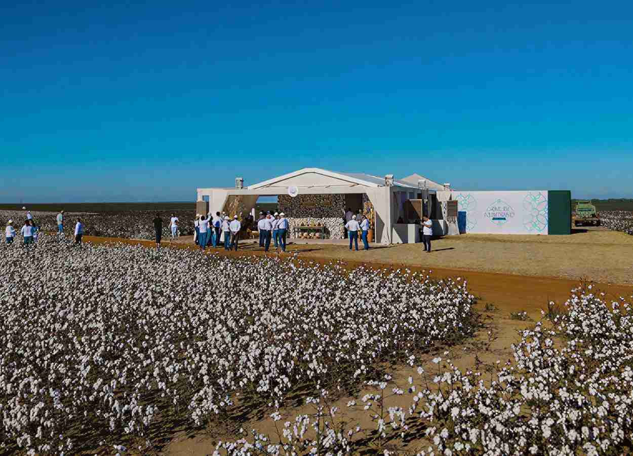 Bayer prevê quarta geração do algodão Bollgard até 2028
