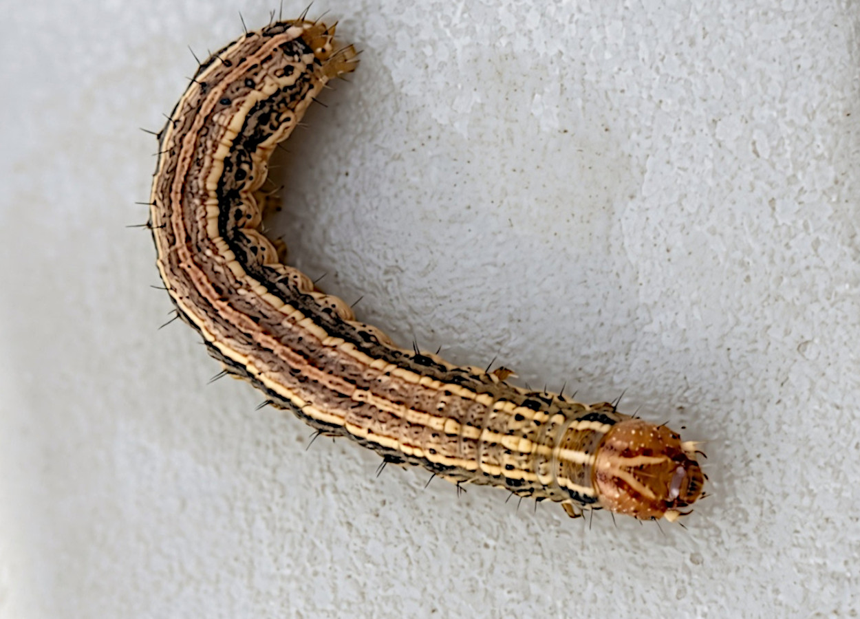 Foto:&nbsp;Erynn Coppedge / iNaturalist - CC BY-NC 4.0