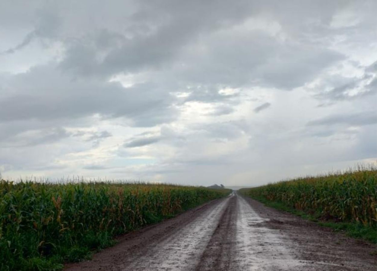 MS Safra 2025/26: chuva atrasa avanço da colheita do milho