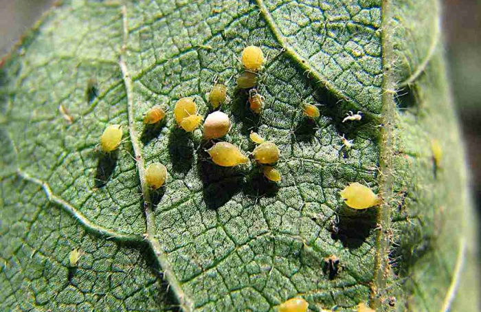 Pulgão-do-algodoeiro ameaça produtividade e exige manejo