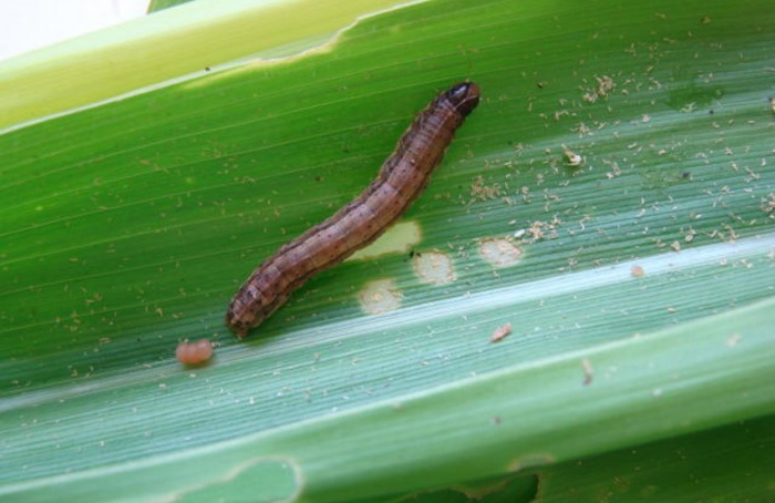 Estudo revela como o milho atrai a lagarta-do-cartucho