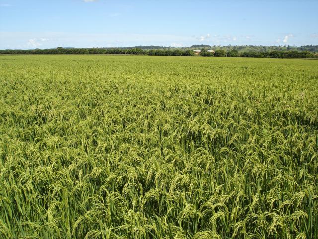 Passado e futuro da cadeia do arroz no MT são apresentados aos produtores rurais
