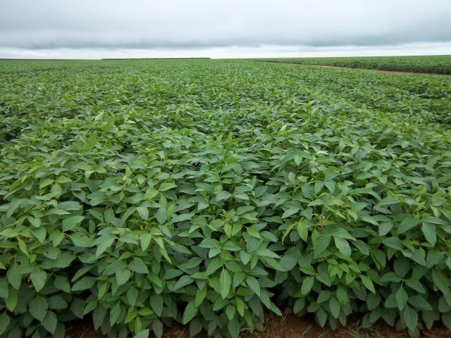 Brasil lidera produtividade agropecuária mundial