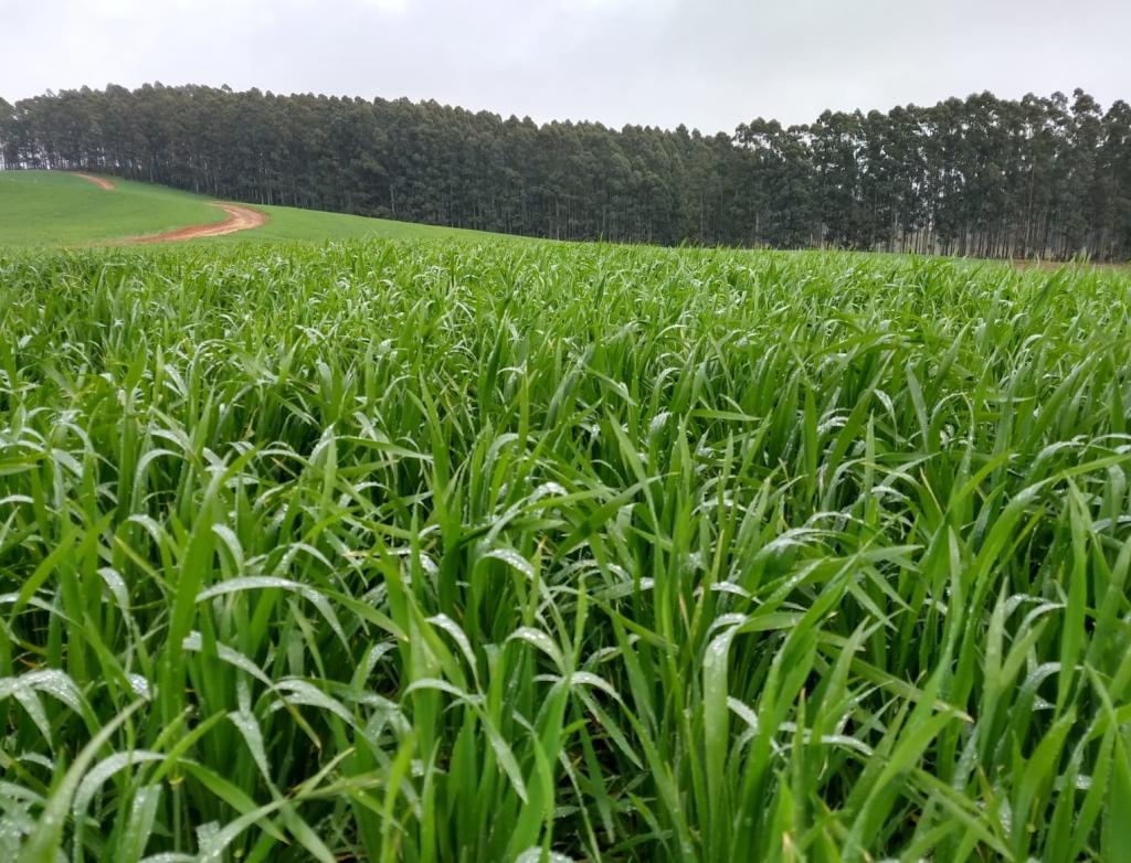 Cultivo de cereais de inverno avança na metade sul do RS