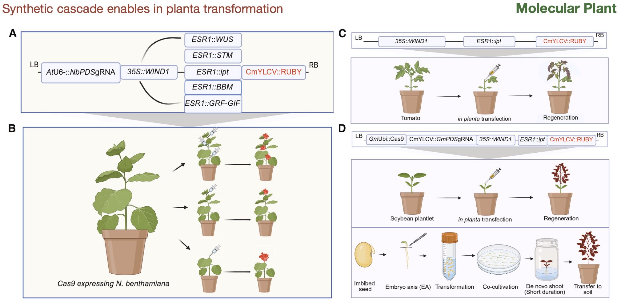 Diagramas esquemáticos das construções e estratégias de transfecção -&nbsp;doi.org/10.1016/j.molp.2025.09.017