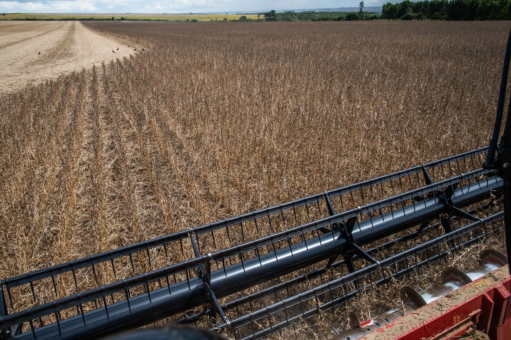 Muitas pragas, uma solução – Planeta Arroz