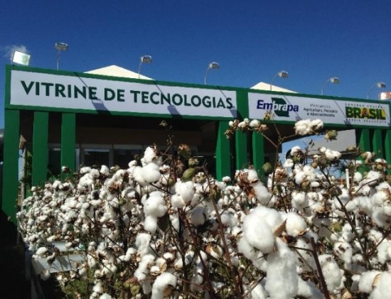 Algodão transgênico resistente ao glifosato é destaque na Bahia Farm Show