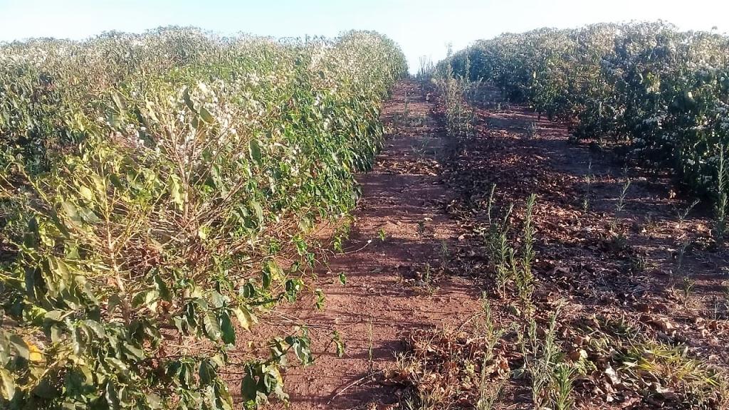 Tecnologia de origem natural pode minimizar efeitos climáticos nos cafezais