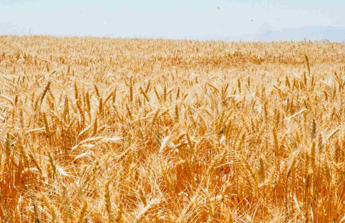 Tensões no Mar Negro elevam incertezas para o mercado global de trigo