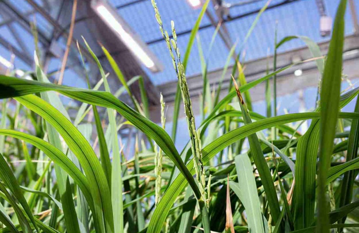 Arroz pode prender e matar Spodoptera frugiperda em espiguetas